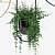 Indoor Hanging Plant Trio 3D model small image 2