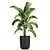Exotic Plant Collection 804 3D model small image 4