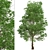 European Linden Trees: 2 Fragrant Beauties 3D model small image 4