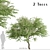 Japanese Angelica Tree Set (2 Trees) 3D model small image 9