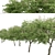 Japanese Angelica Tree Set (2 Trees) 3D model small image 2