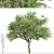 Japanese Angelica Tree Set (2 Trees) 3D model small image 3