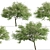 Japanese Angelica Tree Set (2 Trees) 3D model small image 4