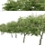 Japanese Angelica Tree Set (2 Trees) 3D model small image 6