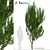 Evergreen Boxleaf Azara Trees - Set of 2 3D model small image 2