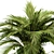 Tropical Oasis: Palm Bush Set 3D model small image 4