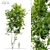 Prunus Avium Cherry Tree - 13m Height 3D model small image 1