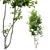 Prunus Avium Cherry Tree - 13m Height 3D model small image 2