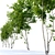 Prunus Avium Cherry Tree - 13m Height 3D model small image 3