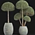 Exotic Houseplants Collection - Vray Compatible 3D model small image 1