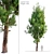 Cupressus Cypress Tree - 13m High 3D model small image 1