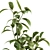 Lush Schefflera Amate: Indoor Plant Set 3D model small image 3