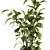 Lush Schefflera Amate: Indoor Plant Set 3D model small image 4