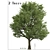 Silver Linden Tree Set (2 Trees) 3D model small image 1