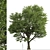 Silver Linden Tree Set (2 Trees) 3D model small image 3