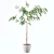 Exquisite Ficus Ali Plant - 3D Model 3D model small image 2