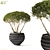 Mountain Pine in Flower Pots | Pinus Mugo 3D model small image 1