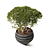 Mountain Pine in Flower Pots | Pinus Mugo 3D model small image 4