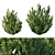 Rhamnus Alaternus Bush: Beautifully Crafted Garden Décor 3D model small image 1