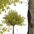 Arizona Ash Trees: Lush and Lifelike Pair! 3D model small image 3