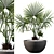 Tropical Plants Collection 083 3D model small image 3