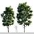 Tall Maple Tree: 7.8m-7m 3D model small image 1