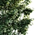 Tall Maple Tree: 7.8m-7m 3D model small image 2