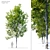 American Beech Tree: Height 12m 3D model small image 1