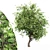 Exquisite African Olive Tree: Stunningly Detailed & Versatile 3D model small image 1