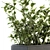 138 Piece Indoor Ficus Plants Set 3D model small image 3