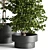 Modern Indoor Plant: 3D Model with 3Dmax & Vray 3D model small image 2