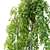 Pair of Petite Weeping Trees 3D model small image 2