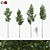 American Linden Tree Set (4-Pack) 3D model small image 1