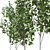 American Linden Tree Set (4-Pack) 3D model small image 2