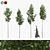 American Linden Tree Set (4-Pack) 3D model small image 5