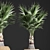 Exotic Palm Plant Collection in Rattan Basket 3D model small image 4