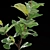 Lush Fiddle-Leaf Fig Tree 3D Model 3D model small image 3