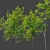 Three Young Maple Trees - 2.5m Height 3D model small image 2