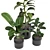 Tropical Beauty Indoor Plant 3D model small image 2