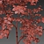 Mighty Oak Saplings Bundle 3D model small image 4