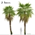 Chinese Fan Palm Tree Set: 2 Beautiful Livistona chinensis Palms 3D model small image 1