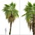 Chinese Fan Palm Tree Set: 2 Beautiful Livistona chinensis Palms 3D model small image 4