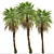 Chinese Fan Palm Tree Set: 2 Beautiful Livistona chinensis Palms 3D model small image 5