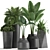 Exotic Plant Collection | Banana Palm, Ravenala, Strelitzia | Black Pots 3D model small image 1