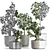 Exotic Bonsai Plants Collection 3D model small image 2