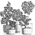 Exotic Bonsai Plants Collection 3D model small image 4