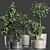 Exotic Bonsai Plants Collection 3D model small image 5