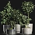 Exotic Bonsai Plants Collection 3D model small image 6