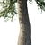 Poplar 21m: Versatile, Sturdy, Efficient 3D model small image 2