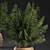 Tropical Plant Collection in Rattan Baskets 3D model small image 3